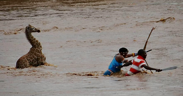 Drowning Baby Giraffe Saved From Crocodile-Infested River By Villagers