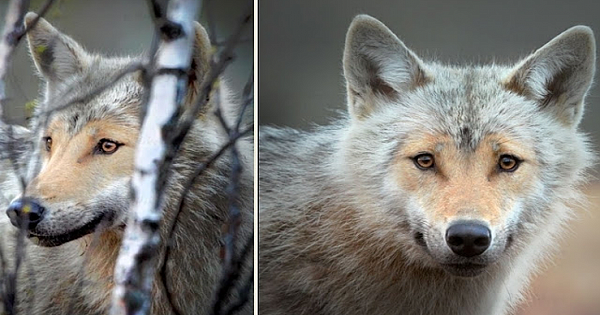 Encounter with heart-shaped face wolf in the Finnish wilderness