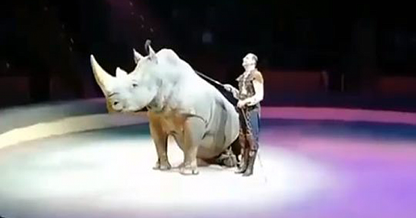 Endangered White Rhino Forced To Perform In Russian Circus