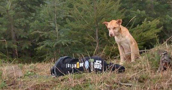 Girl Pretends To Be Hurt To Rescue A Stray dog