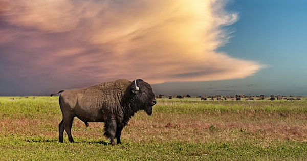 How Native American tribes are bringing back the bison from brink of extinction