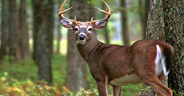 Hunter Dies After Deer He Shot Gets Up And Attacks Him