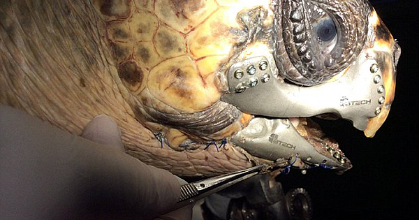 Injured Turtle Gets 3D Printed jaw made from titanium