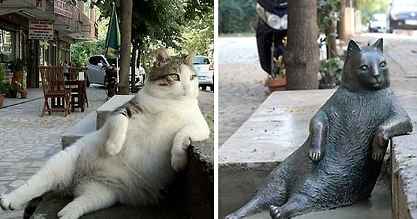 Istanbul's Most Famous Cat Honored With Its Own Statue At Its Favorite Spot