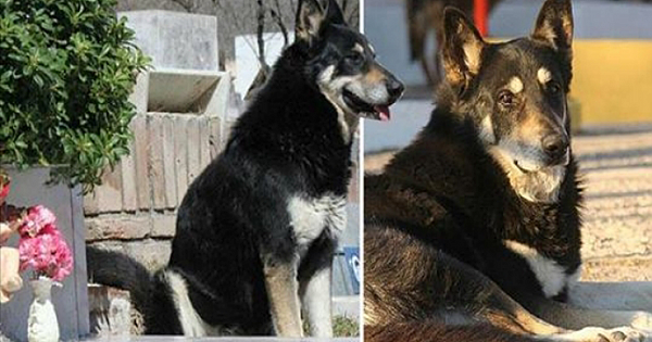Loyal Dog dies next to his master's grave after living there for 11 years