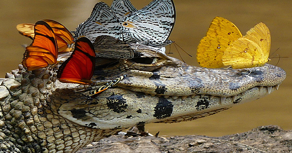 Man Photographs Caiman Wearing a Crown of Butterflies in the Amazon