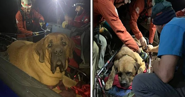 Massive mastiff rescued after getting exhausted on a mountain hike