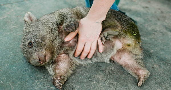 Meet The Wombat,Named Douglas,The World's Most Adorable Creature