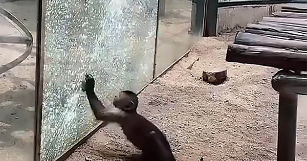 Monkey Sharpens Rock and Tries to Break Free From Zoo