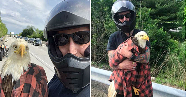 Motorcyclist Rescues Injured Bald Eagle Trapped On Highway