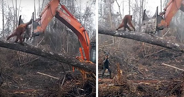 Orangutan Tries To Keep Excavator From Destroying His Home In Heartbreaking Video