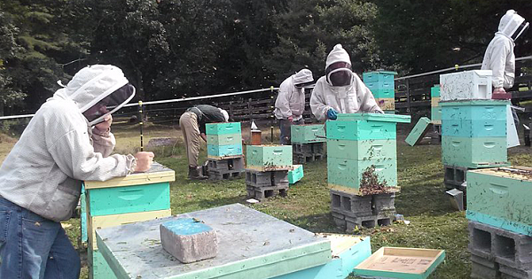 Out-Of-Work Appalachian Coal Miners Retrained As Beekeepers