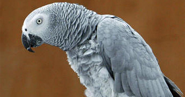 Parrot Exposes Cheating Husband's Affair To Wife