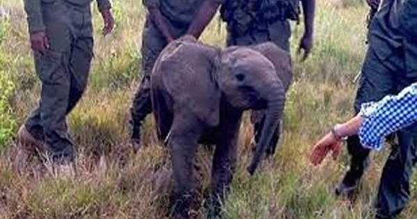 Rangers Guide Lost Wild Baby Elephant Being Stalked By Lions Back To His Mom
