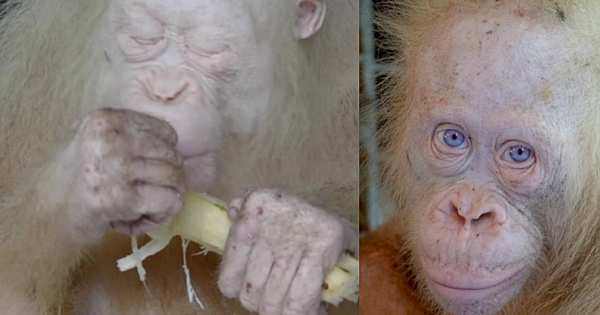 Rare albino orangutan imprisoned by villagers is saved thanks to wildlife rescuers