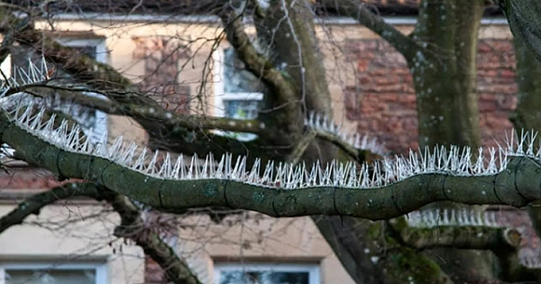 Rich People Have Installed Anti-Bird Spikes in Trees to Keep Bird Poop Away from Cars