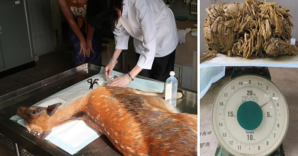 'Starving' Deer Dies And Vets Hearts Break When They Find 9 Lbs Of Plastic Inside Stomach