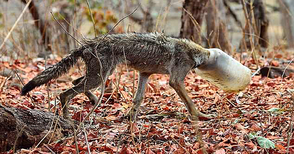 Starving Wolf Rescued After Getting Head Stuck In A Container