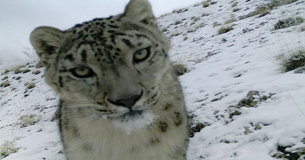 The Elusive Snow Leopard Crawls Curiously Up To Hidden Camera In The Himalayas