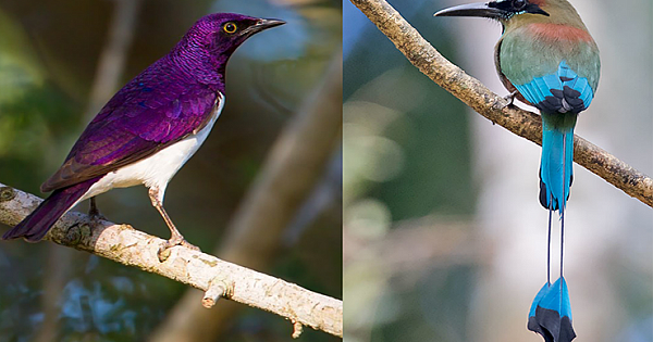 The Most Beautiful Rare Birds In The World