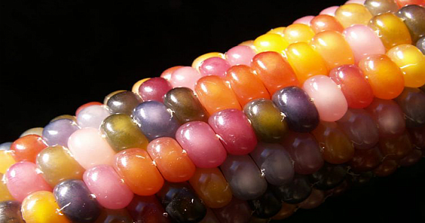 The Story of "Glass Gem" Corn and The Cherokee Man Who Accidentally Created It