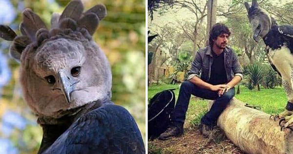 This Harpy Eagle Is So Big, People Think It's A Man In A Costume