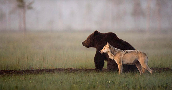 Unusual Friendship Between Wolf And Bear Documented By Finnish Photographer