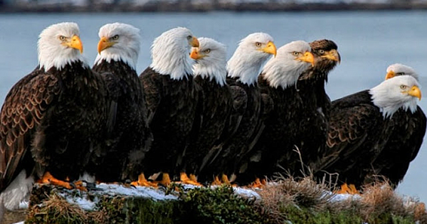 Virginia's bald eagles thriving at a never before seen level after pesticides ban.
