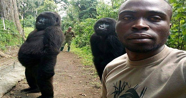 World's Coolest Selfie? Gorillas Pose With Anti Poaching Rangers