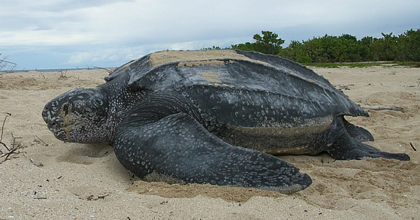 World&#039;s Largest Sea Turtle Emerges From The Sea And It Looks Majestic