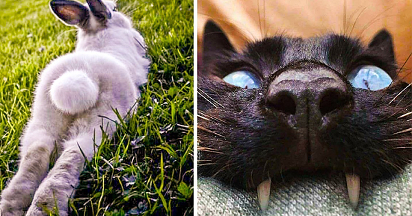 10+ Animal Photos That Couldn't Be Timed Better
