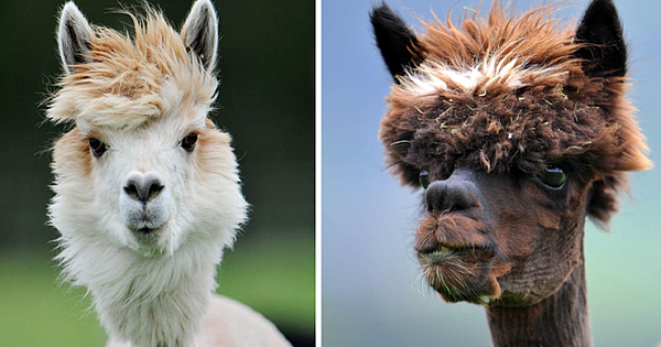 15+ Photos Proving That Alpacas Are The Most Stylish Animals Of The Animal Kingdom