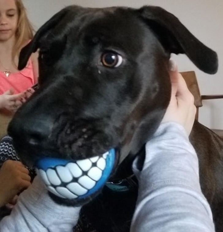 10+ Animal Photos That Couldn't Be Timed Better