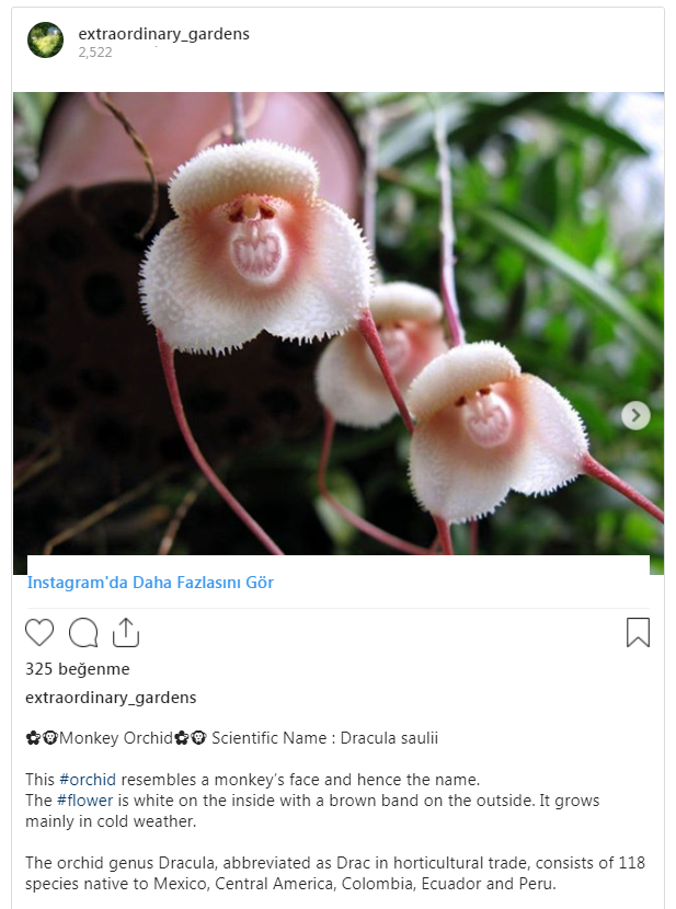 These Rare Orchids Look Exactly Like Monkeys' Faces And Are A Must Have In Your Garden