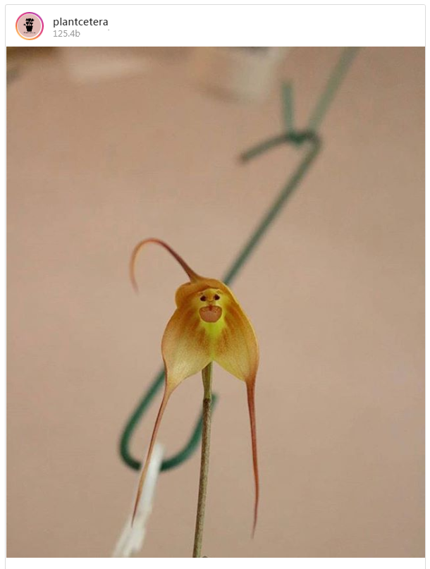 These Rare Orchids Look Exactly Like Monkeys' Faces And Are A Must Have In Your Garden