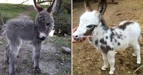 22 Photos Proving That Baby Donkeys Are The Cutest Animals Of The Animal Kingdom