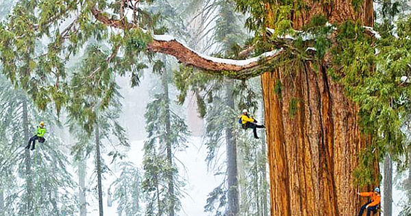 3,200 Year Old Tree Is So Massive It's Never Been Captured In A Single Image. Until Now.