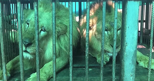 33 Circus Lions Return Home To Africa After A Lifetime Of Misery