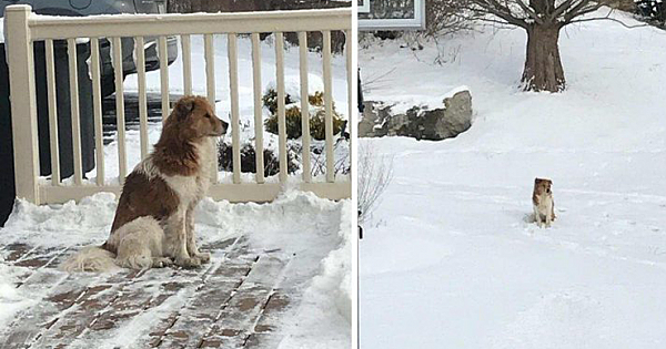 Abandoned Dog Waits 5 Days In The Snow For Her Family To Come Back