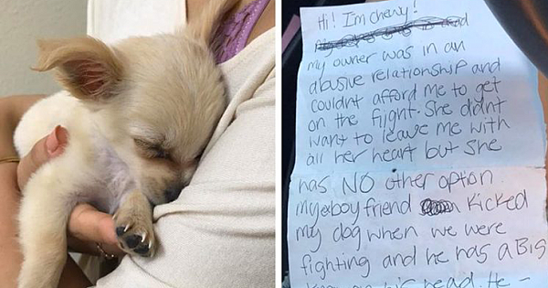Abandoned Puppy Found Alone At Airport With Note From His Owner Saying She Had No Choice But To Leave Him Behind