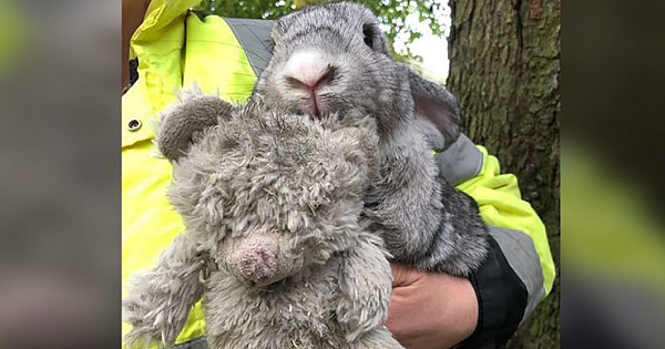 Abandoned Rabbit Found In A Box While Clinging To His Favorite Teddy Bear