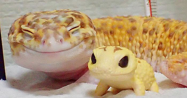 Adorable Gecko Just Got His Mini-Me And He Can't Help But Smile At It