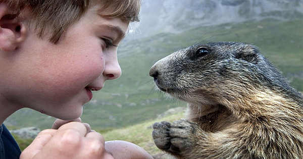 Adorable Photos Of A Young Austrian Boy Enjoys A Special Friendship With Shy Marmots