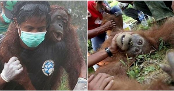 An Orangutan Genocide Happening, And Nobody Seems To Know About It