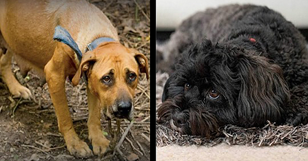 Animal Cruelty To Be Punishable By Up To Five Years In Prison Under New Bill