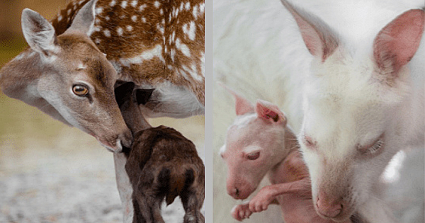 Animals Can Be More Loving Than Humans