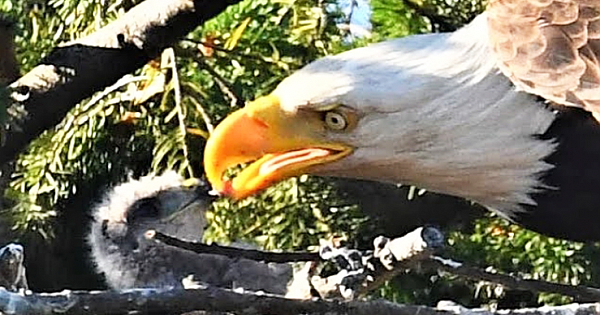 Bald Eagles Adopt And Feed Baby Hawk As One Of Their Own