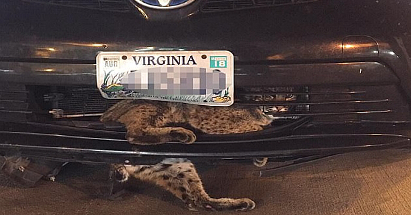 Bobcat smashed inside car grille survives 50-mile road trip before rescued