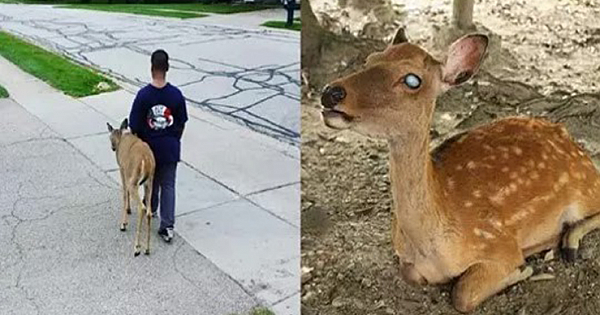 Boy Helps A Blind Deer Find Food Every Day Before School