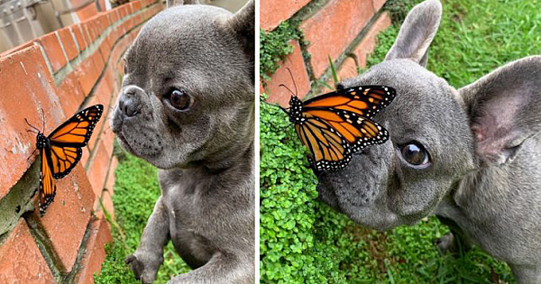 Curious Dog Befriends A Butterfly, And Their Photos Are Just Adorable